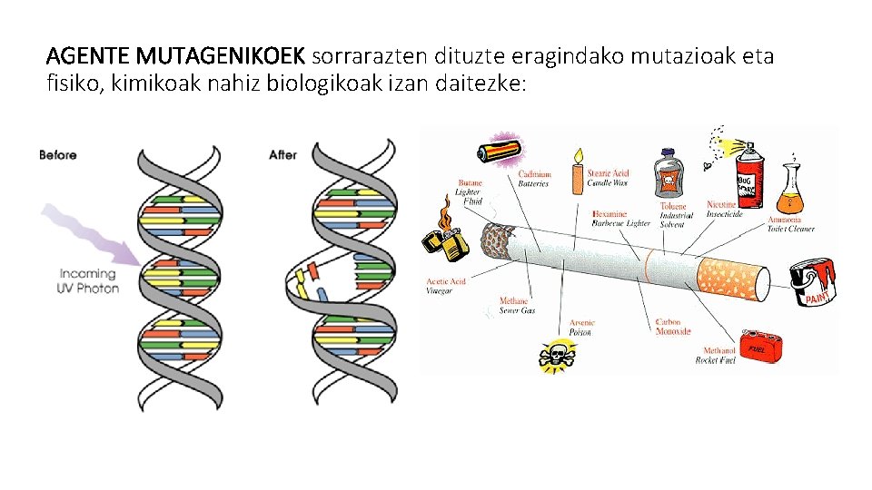 AGENTE MUTAGENIKOEK sorrarazten dituzte eragindako mutazioak eta fisiko, kimikoak nahiz biologikoak izan daitezke: 