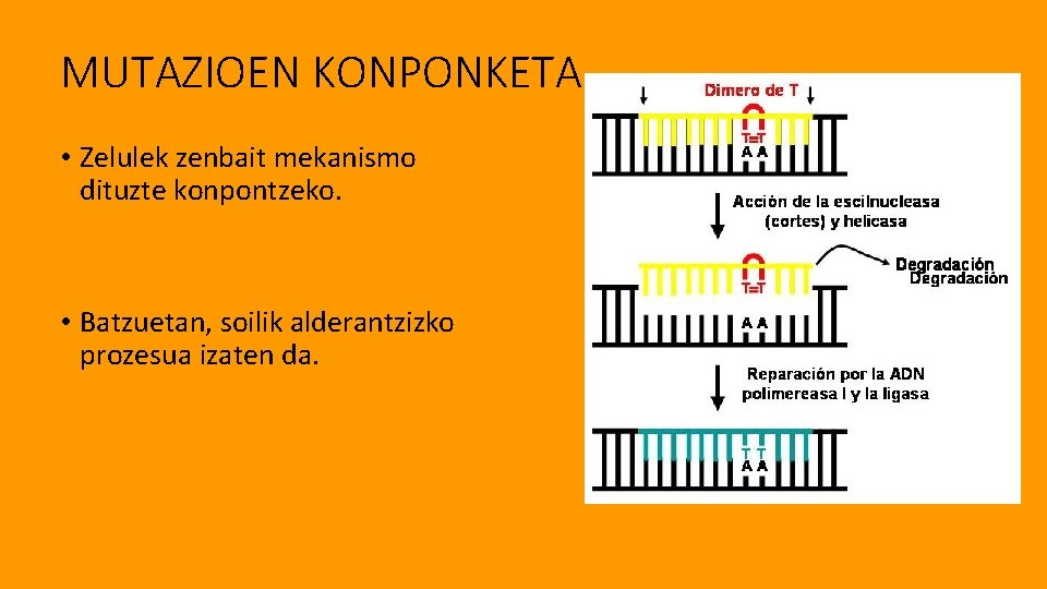 MUTAZIOEN KONPONKETA • Zelulek zenbait mekanismo dituzte konpontzeko. • Batzuetan, soilik alderantzizko prozesua izaten
