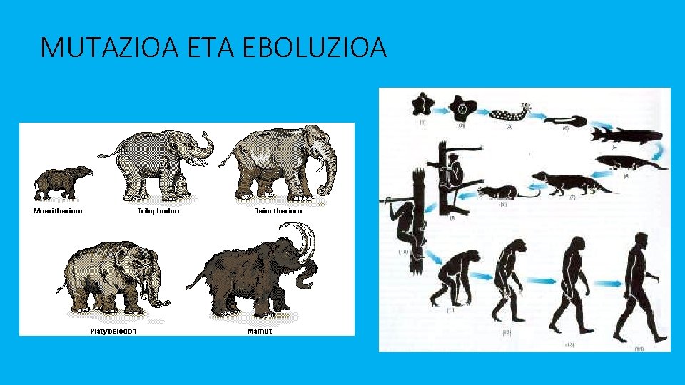 MUTAZIOA ETA EBOLUZIOA 