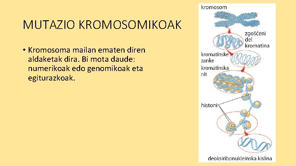 MUTAZIO KROMOSOMIKOAK • Kromosoma mailan ematen diren aldaketak dira. Bi mota daude: numerikoak edo