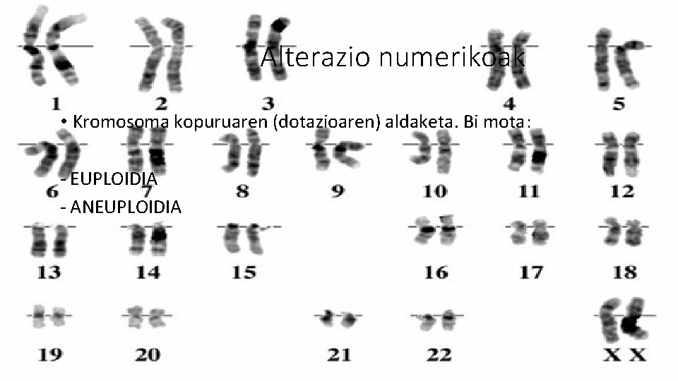 Alterazio numerikoak • Kromosoma kopuruaren (dotazioaren) aldaketa. Bi mota: - EUPLOIDIA - ANEUPLOIDIA 