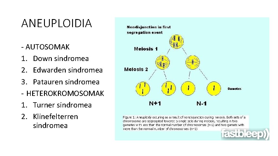 ANEUPLOIDIA - AUTOSOMAK 1. Down sindromea 2. Edwarden sindromea 3. Patauren sindromea - HETEROKROMOSOMAK