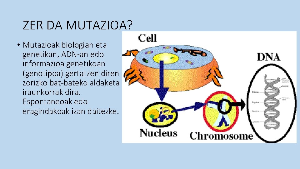 ZER DA MUTAZIOA? • Mutazioak biologian eta genetikan, ADN-an edo informazioa genetikoan (genotipoa) gertatzen