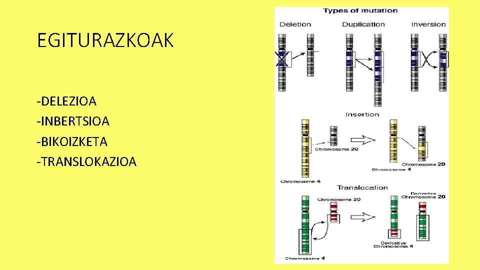 EGITURAZKOAK -DELEZIOA -INBERTSIOA -BIKOIZKETA -TRANSLOKAZIOA 