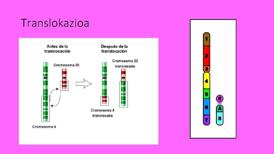 Translokazioa 