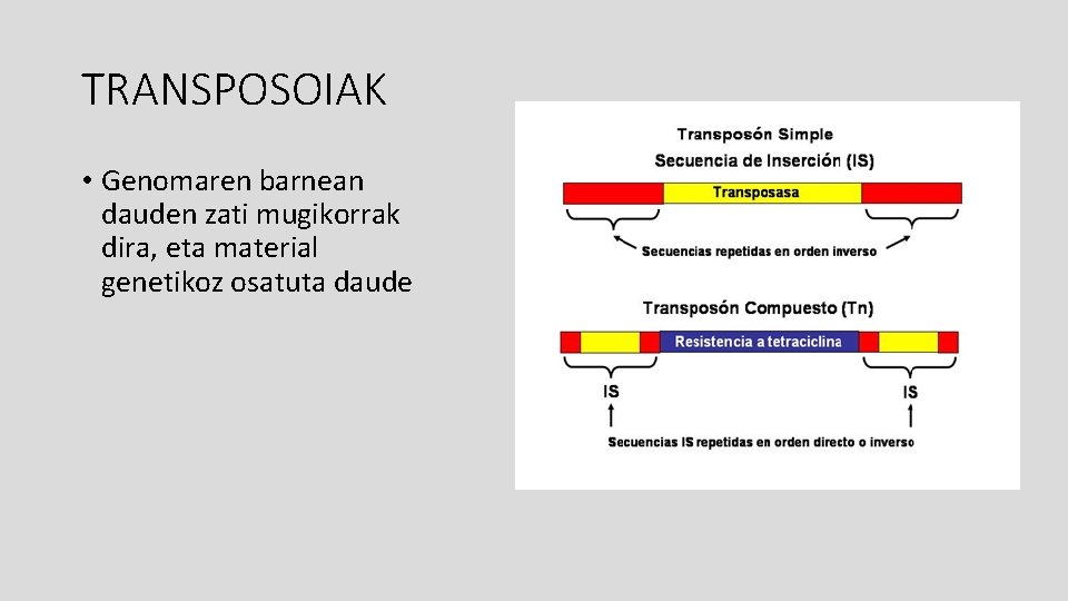 TRANSPOSOIAK • Genomaren barnean dauden zati mugikorrak dira, eta material genetikoz osatuta daude 