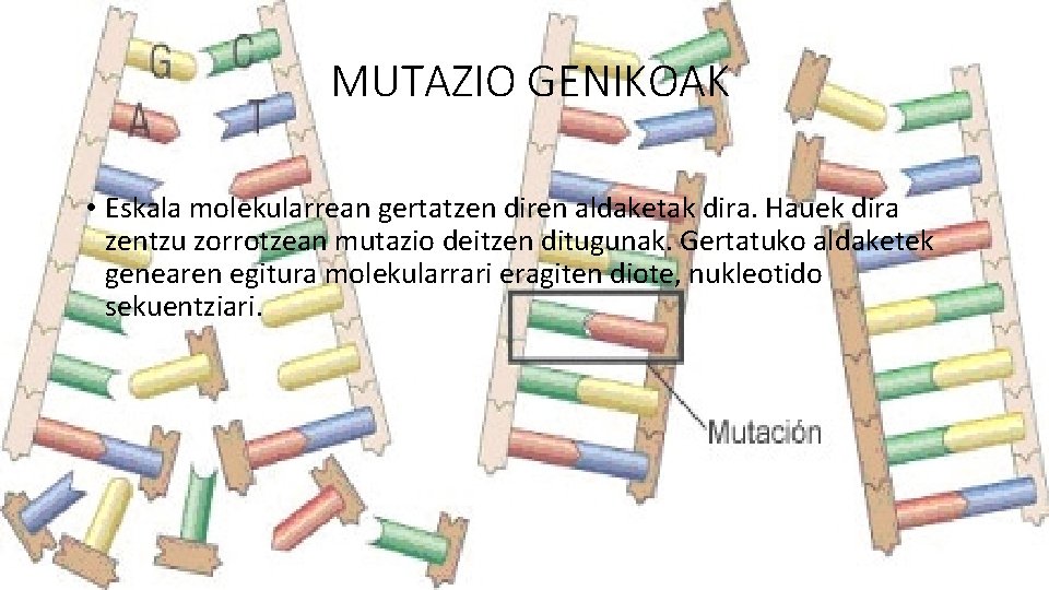 MUTAZIO GENIKOAK • Eskala molekularrean gertatzen diren aldaketak dira. Hauek dira zentzu zorrotzean mutazio