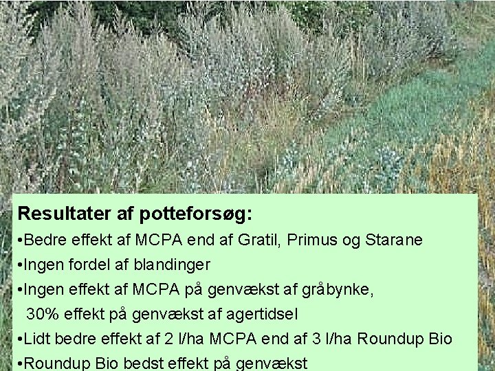 Frøspredning af gråbynke Resultater af potteforsøg: • Bedre effekt af MCPA end af Gratil,