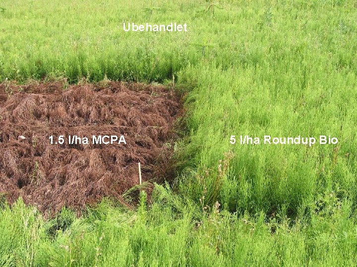 Ubehandlet 1. 5 l/ha MCPA Ministeriet for Fødevarer, Landbrug og Fiskeri Danmarks Jordbrugs. Forskning