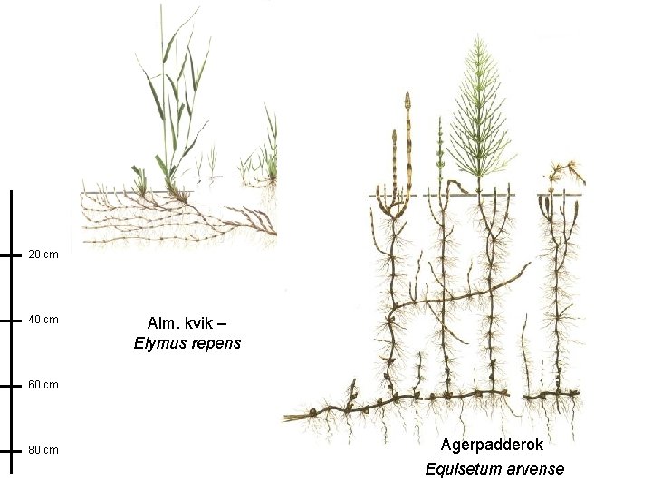 20 cm 40 cm Alm. kvik – Elymus repens 60 cm 80 cm Agerpadderok