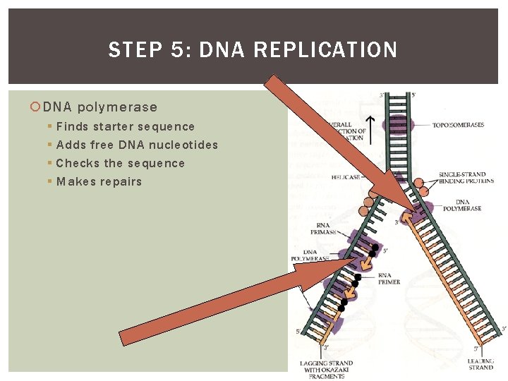 STEP 5: DNA REPLICATION DNA polymerase § § Finds starter sequence Adds free DNA