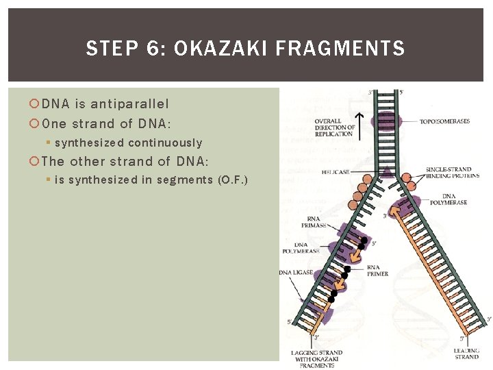 STEP 6: OKAZAKI FRAGMENTS DNA is antiparallel One strand of DNA: § synthesized continuously