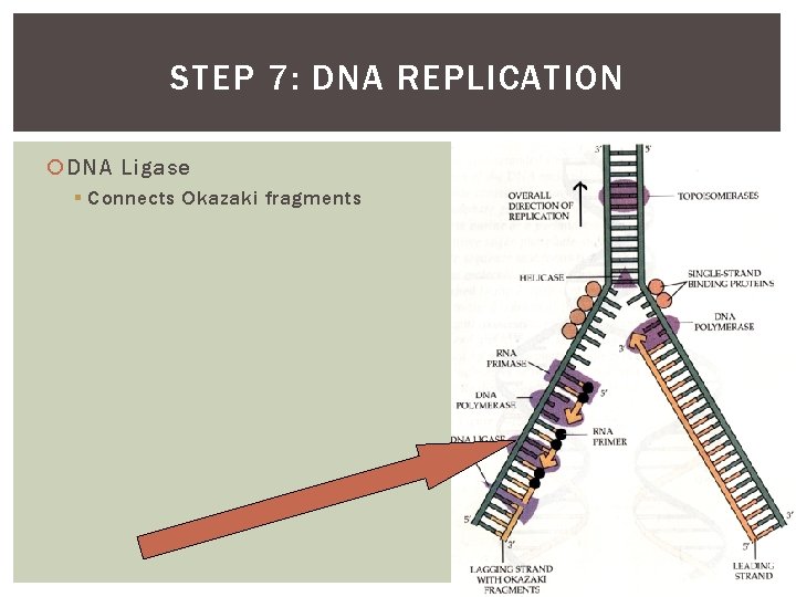 STEP 7: DNA REPLICATION DNA Ligase § Connects Okazaki fragments 