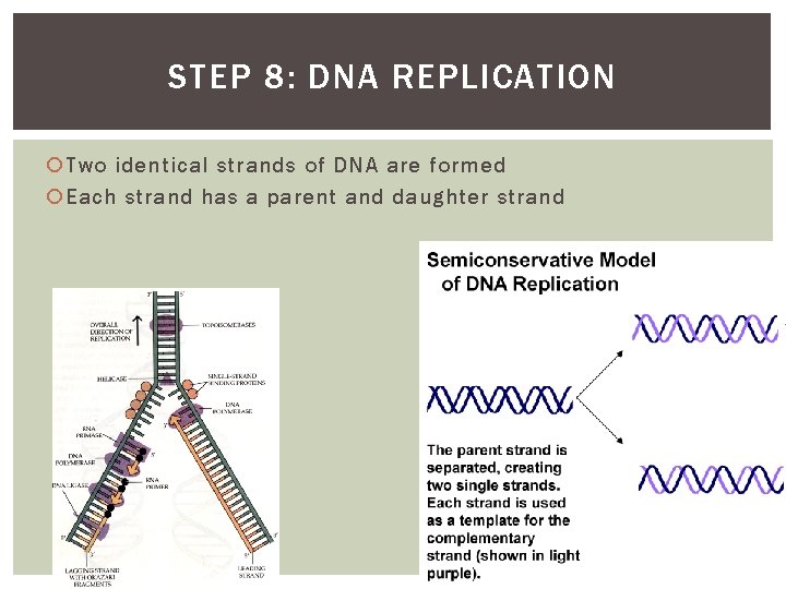 STEP 8: DNA REPLICATION Two identical strands of DNA are formed Each strand has