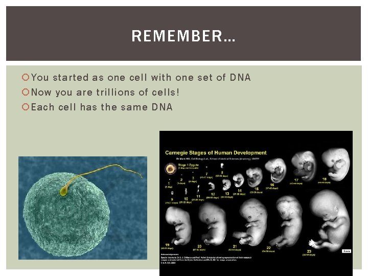 REMEMBER… You started as one cell with one set of DNA Now you are
