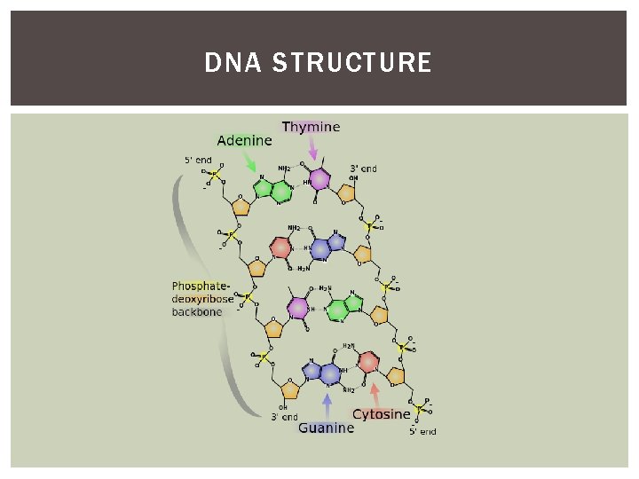 DNA STRUCTURE 