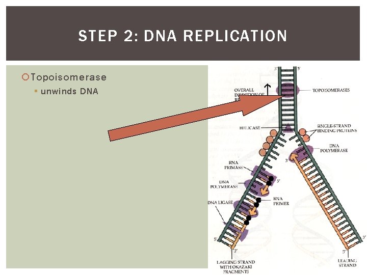 STEP 2: DNA REPLICATION Topoisomerase § unwinds DNA 