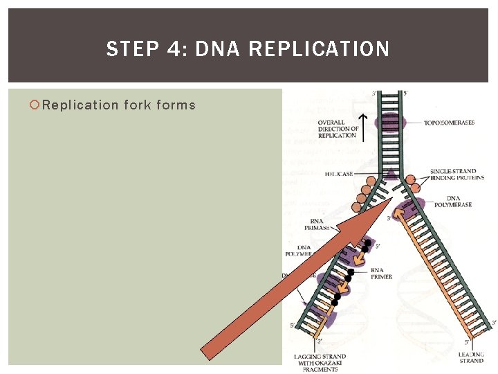 STEP 4: DNA REPLICATION Replication fork forms 