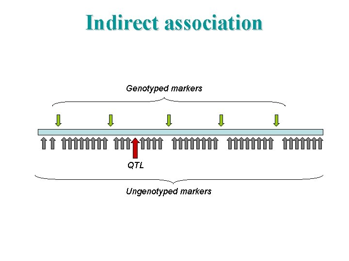 Indirect association Genotyped markers QTL Ungenotyped markers 