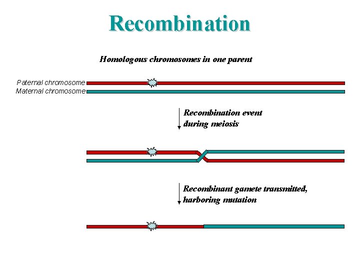 Recombination Homologous chromosomes in one parent Paternal chromosome Maternal chromosome Recombination event during meiosis