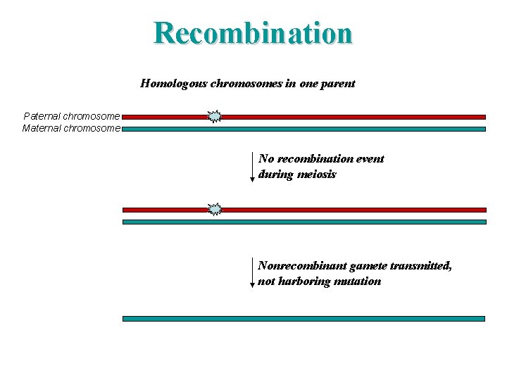 Recombination Homologous chromosomes in one parent Paternal chromosome Maternal chromosome No recombination event during