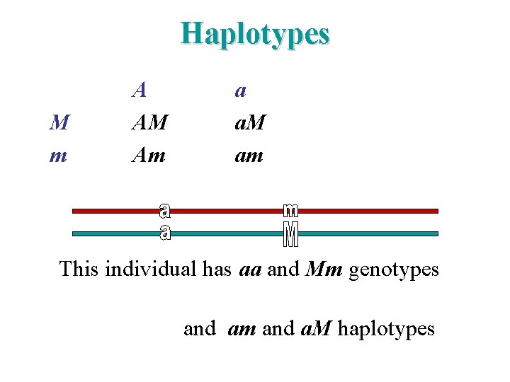 Haplotypes M m A AM Am a a. M am This individual has aa