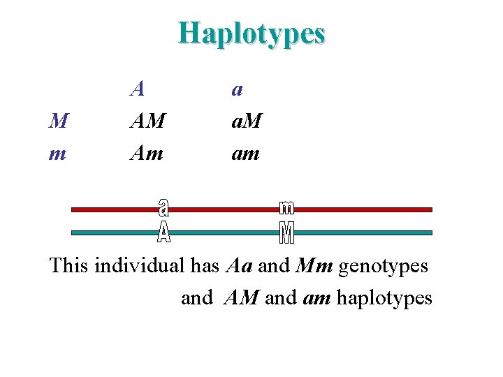 Haplotypes M m A AM Am a a. M am This individual has Aa