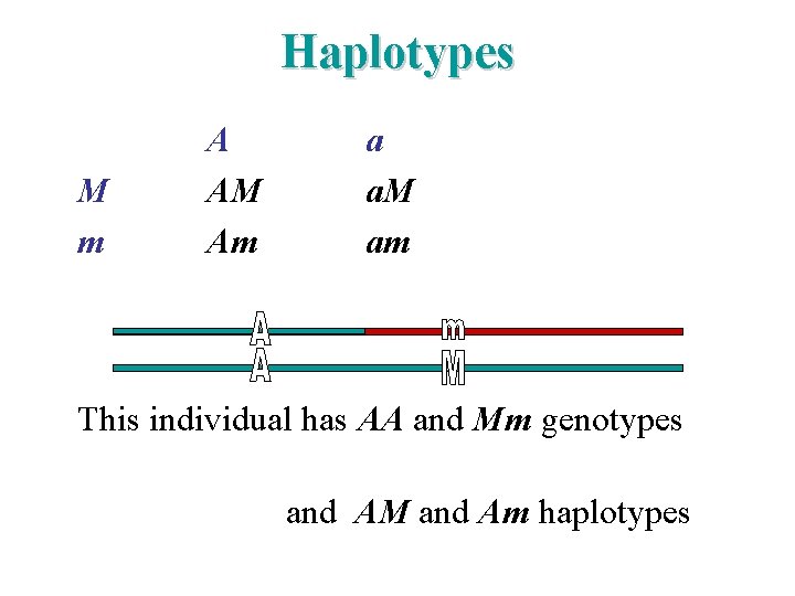 Haplotypes M m A AM Am a a. M am This individual has AA