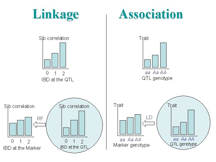 Linkage Association Sib correlation Trait aa Aa AA QTL genotype 0 1 2 IBD