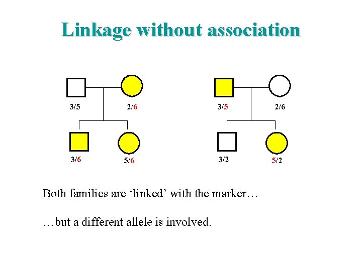 Linkage without association 3/5 3/6 2/6 5/6 3/5 3/2 Both families are ‘linked’ with