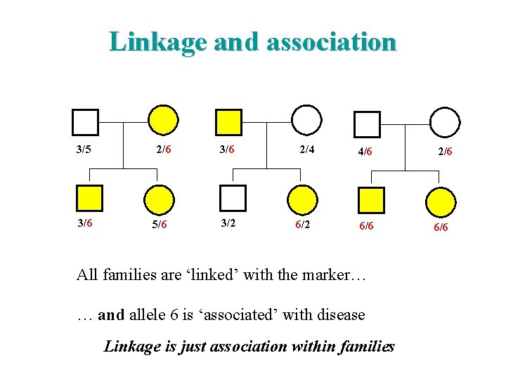 Linkage and association 3/5 3/6 2/6 5/6 3/2 2/4 6/2 4/6 6/6 All families