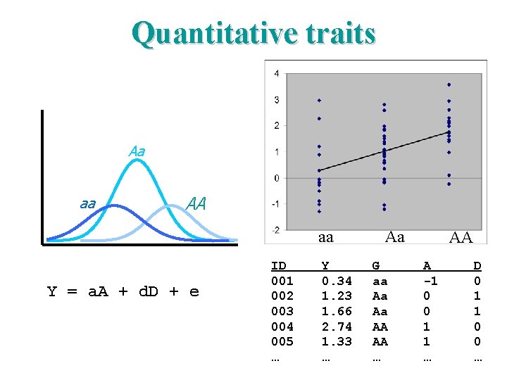 Quantitative traits Aa aa AA aa Y = a. A + d. D +