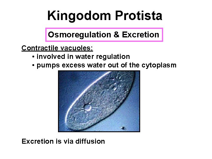 Kingodom Protista Osmoregulation & Excretion Contractile vacuoles: • involved in water regulation • pumps