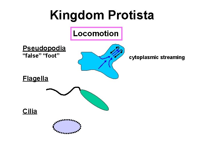 Kingdom Protista Locomotion Pseudopodia “false” “foot” Flagella Cilia cytoplasmic streaming 
