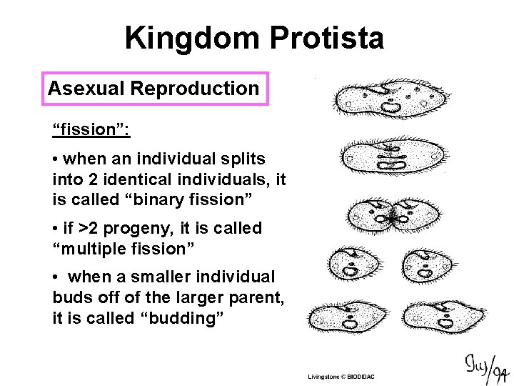 Kingdom Protista Asexual Reproduction “fission”: • when an individual splits into 2 identical individuals,