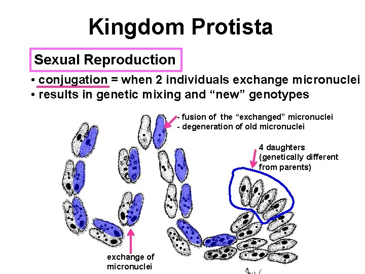 Kingdom Protista Sexual Reproduction • conjugation = when 2 individuals exchange micronuclei • results