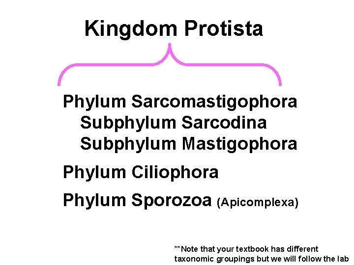 Kingdom Protista Phylum Sarcomastigophora Subphylum Sarcodina Subphylum Mastigophora Phylum Ciliophora Phylum Sporozoa (Apicomplexa) **Note