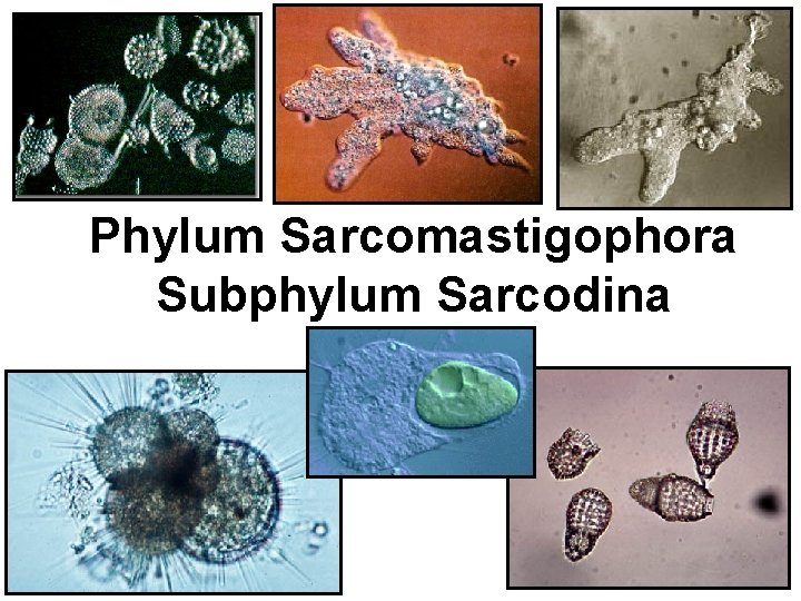 Phylum Sarcomastigophora Subphylum Sarcodina 