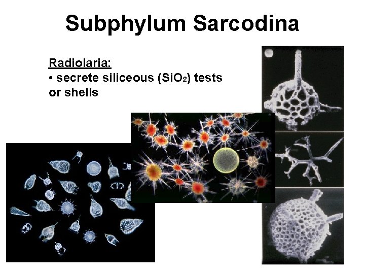 Subphylum Sarcodina Radiolaria: • secrete siliceous (Si. O 2) tests or shells 