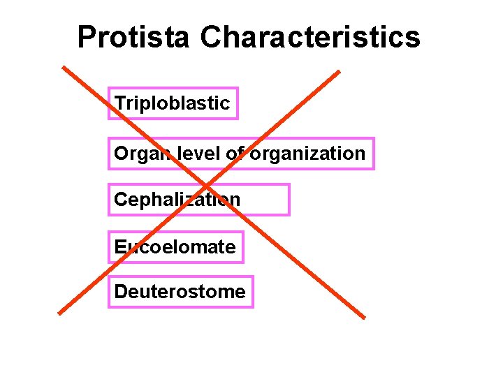 Protista Characteristics Triploblastic Organ level of organization Cephalization Eucoelomate Deuterostome 