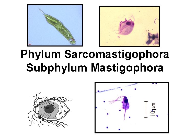 Phylum Sarcomastigophora Subphylum Mastigophora 