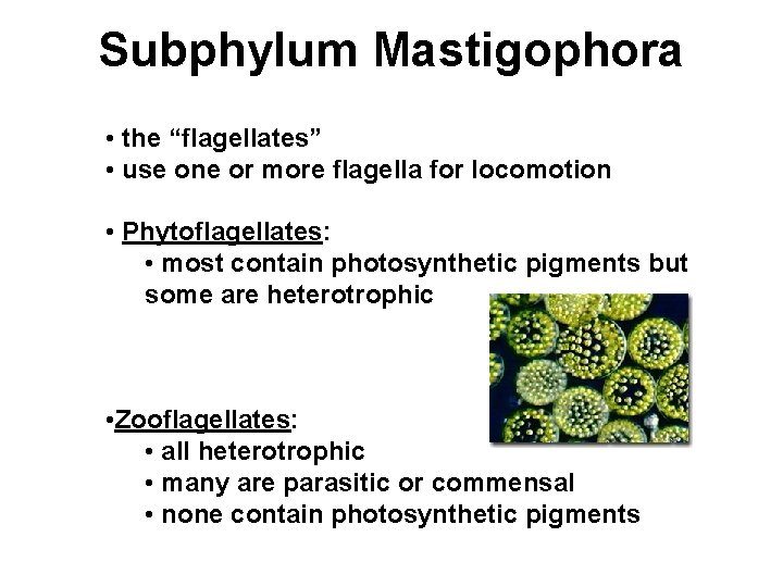 Subphylum Mastigophora • the “flagellates” • use one or more flagella for locomotion •