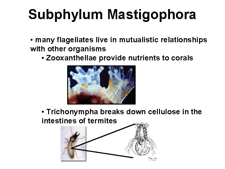 Subphylum Mastigophora • many flagellates live in mutualistic relationships with other organisms • Zooxanthellae