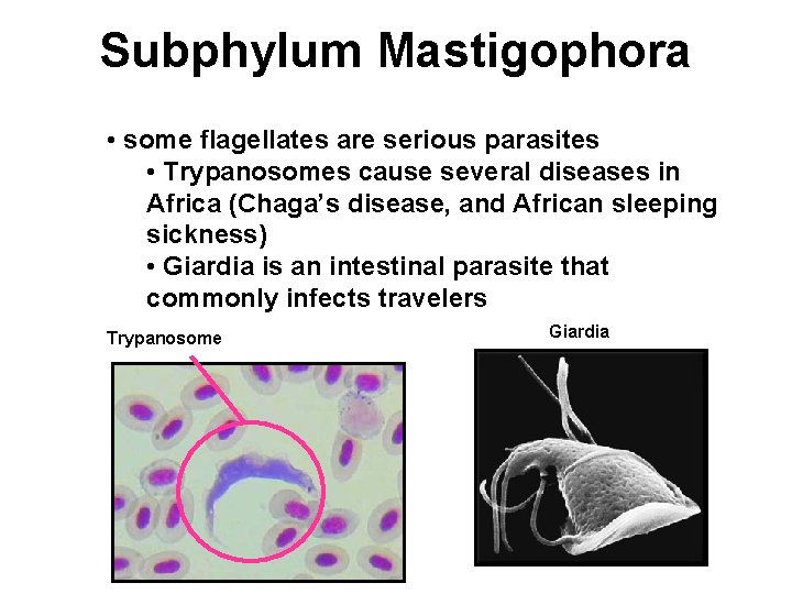 Subphylum Mastigophora • some flagellates are serious parasites • Trypanosomes cause several diseases in