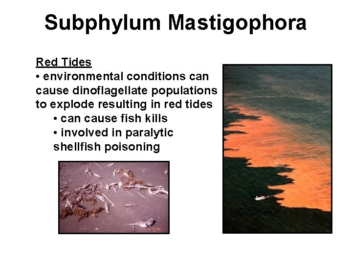 Subphylum Mastigophora Red Tides • environmental conditions can cause dinoflagellate populations to explode resulting