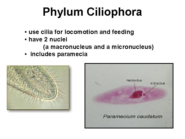 Phylum Ciliophora • use cilia for locomotion and feeding • have 2 nuclei (a
