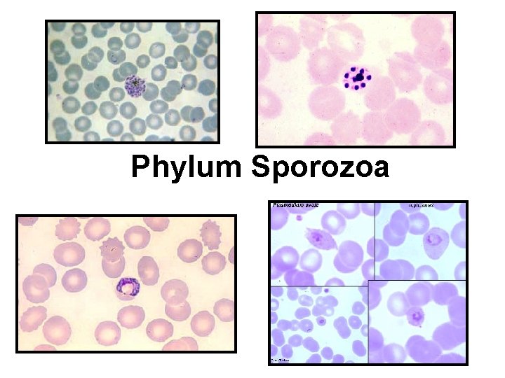 Phylum Sporozoa 