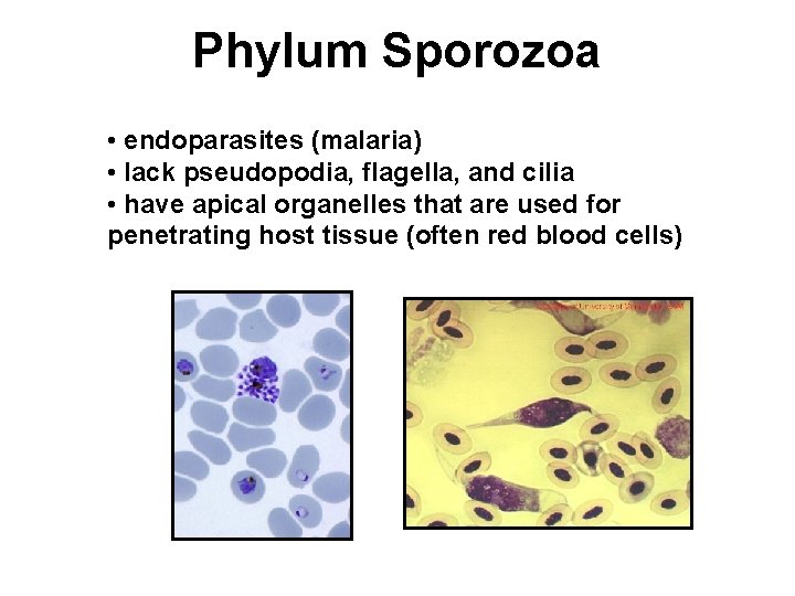 Phylum Sporozoa • endoparasites (malaria) • lack pseudopodia, flagella, and cilia • have apical