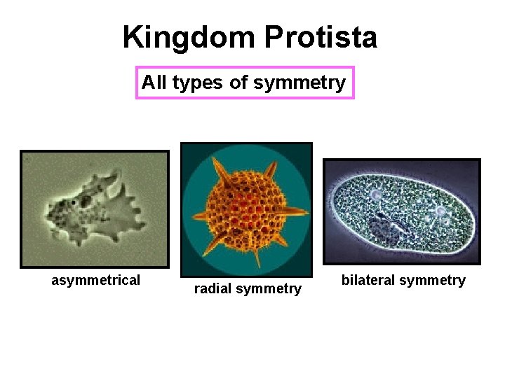 Kingdom Protista All types of symmetry asymmetrical radial symmetry bilateral symmetry 