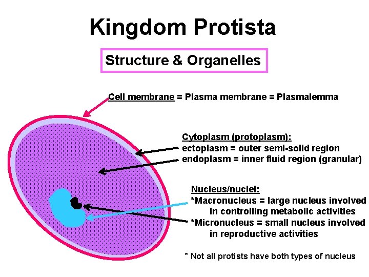 Kingdom Protista Structure & Organelles Cell membrane = Plasmalemma Cytoplasm (protoplasm): ectoplasm = outer